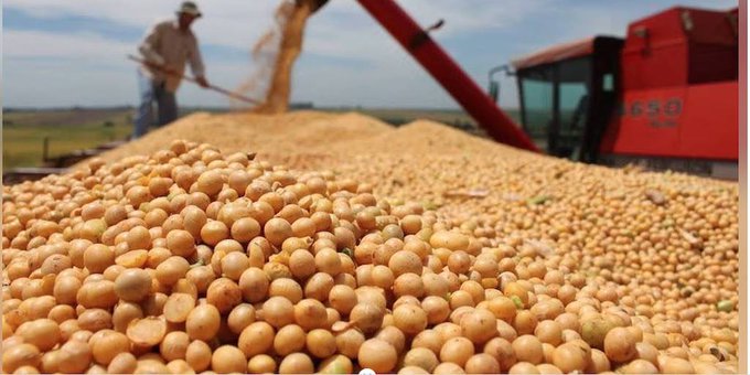 Paraguay se mantiene como 6.° mayor productor de soja en el mundo, según USDA