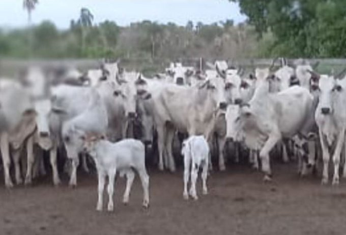Recuperan 80 animales vacunos en Bella Vista Norte