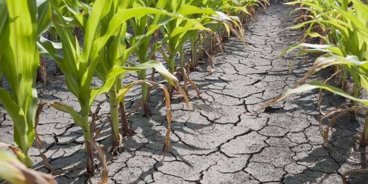 BCP aprueba medidas financieras para mitigar efecto de la sequía en el agro