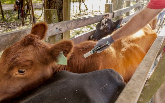 Senacsa prorroga segundo periodo de vacunación contra la fiebre aftosa y brucelosis bovina