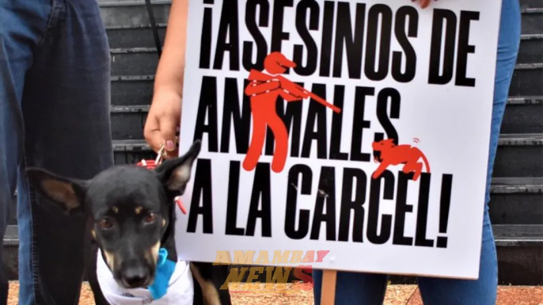Ejecutivo promulga aumento a seis años de cárcel pena por maltrato animal