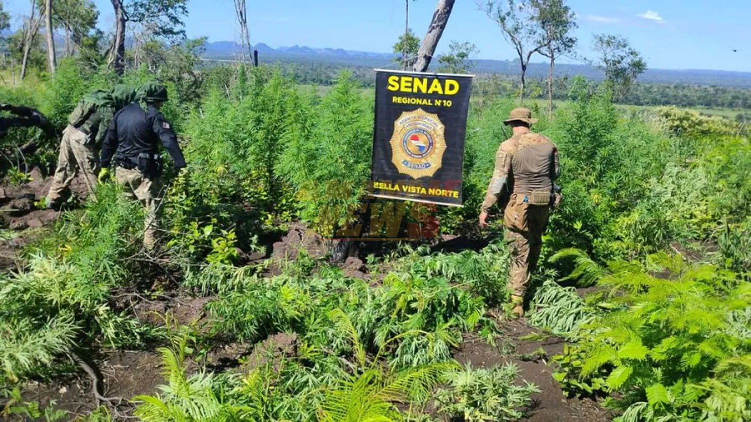 Agentes antidrogas destruyen cultivo de marihuana en comunidad indígena de Bella Vista Norte