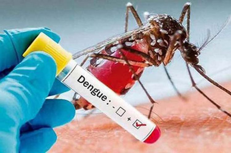 Registran en promedio 287 casos de dengue por semana