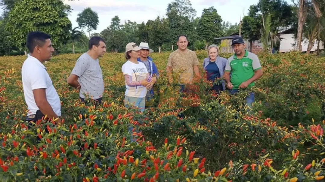 Planta de ají en San Pedro abre nueva era industrial