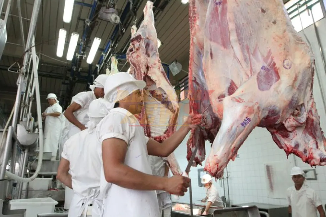 Noviembre cierra con las mejores cifras de exportación bovina según registros del Senacsa