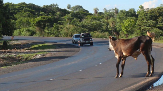 Niño muere tras accidente vial a causa de una vaca suelta en Misiones