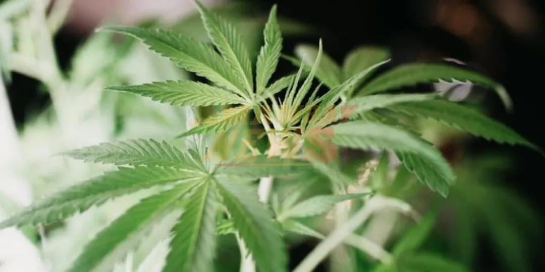 Entre la controversia y los planes de inversión: ¿qué traería consigo la legalización del cannabis?
