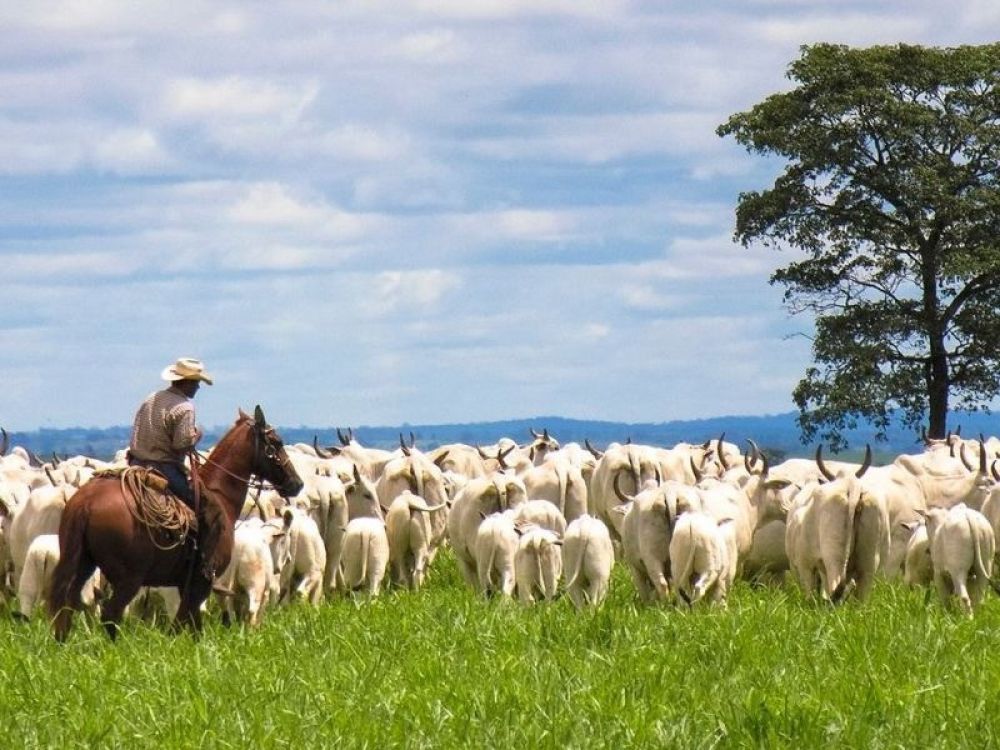 Vaca loca en Brasil: Preocupa a ARP vulnerabilidad en frontera