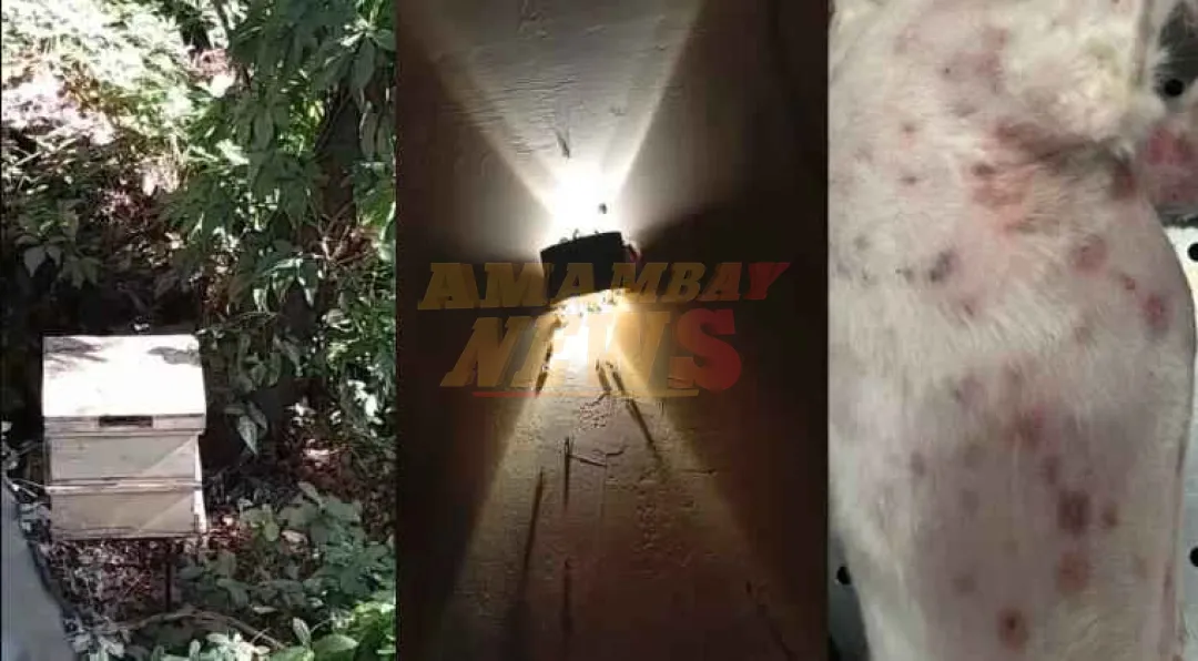 Abejas africanas tienen en vilo a todo un barrio: mascotas y niños ya fueron picados