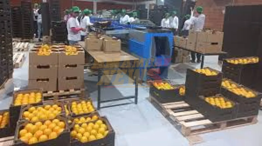 Más de 30.000 kilos de caqui ya fueron exportados a Europa