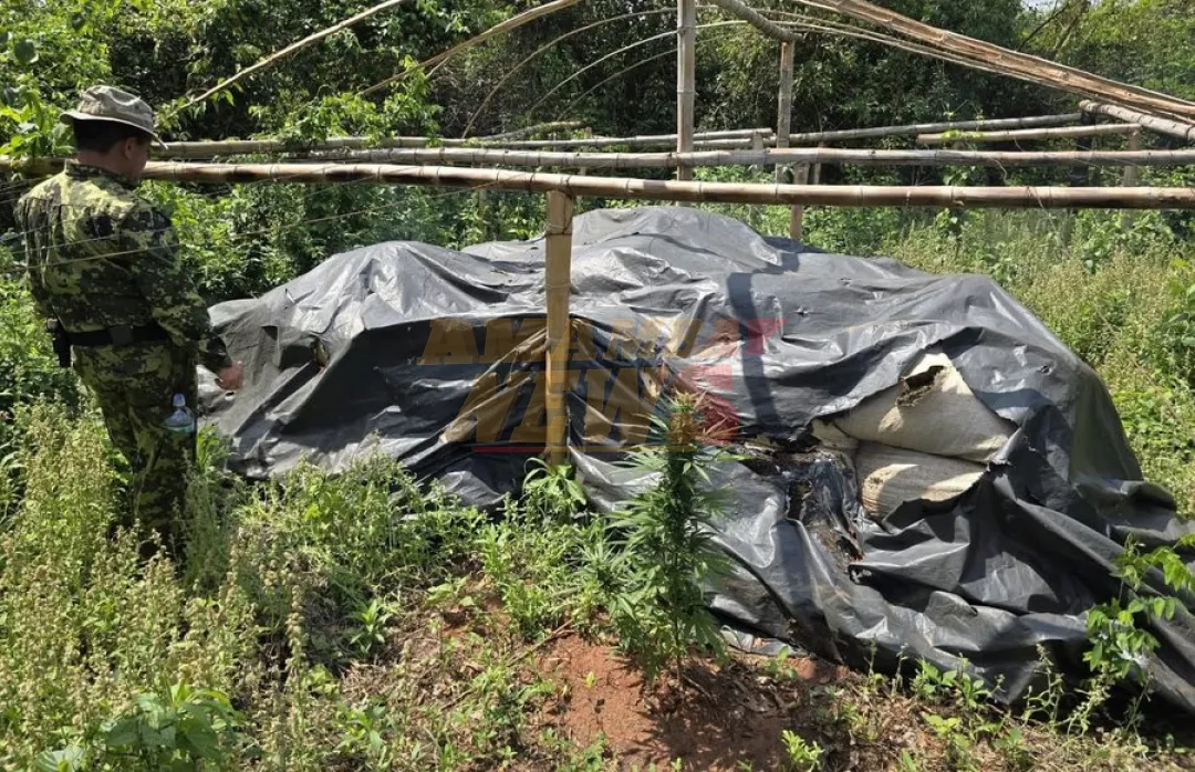 Causan perjuicio de USD 3,7 millones al eliminar más de 24.000 kilos de marihuana en San Pedro
