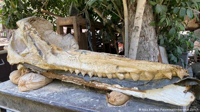 Hallan en Perú el cráneo fosilizado de una especie de cachalote prehistórico