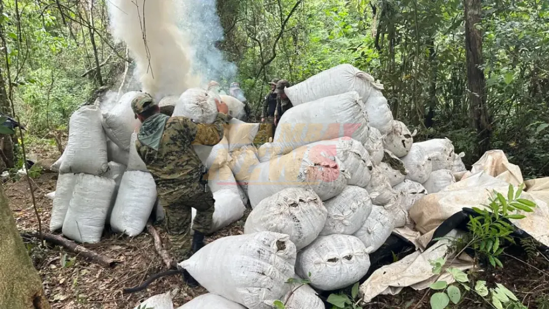 Destruyen cargamento de marihuana en comunidad indígena de Canindeyú
