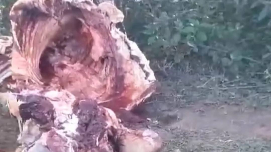 Abigeato afecta gravemente a productores de Concepción