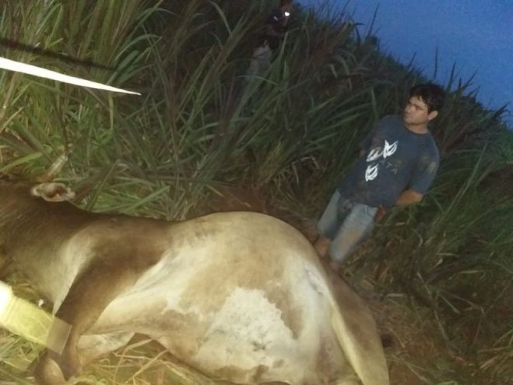 Detienen a sospechoso de abigeato en Concepción