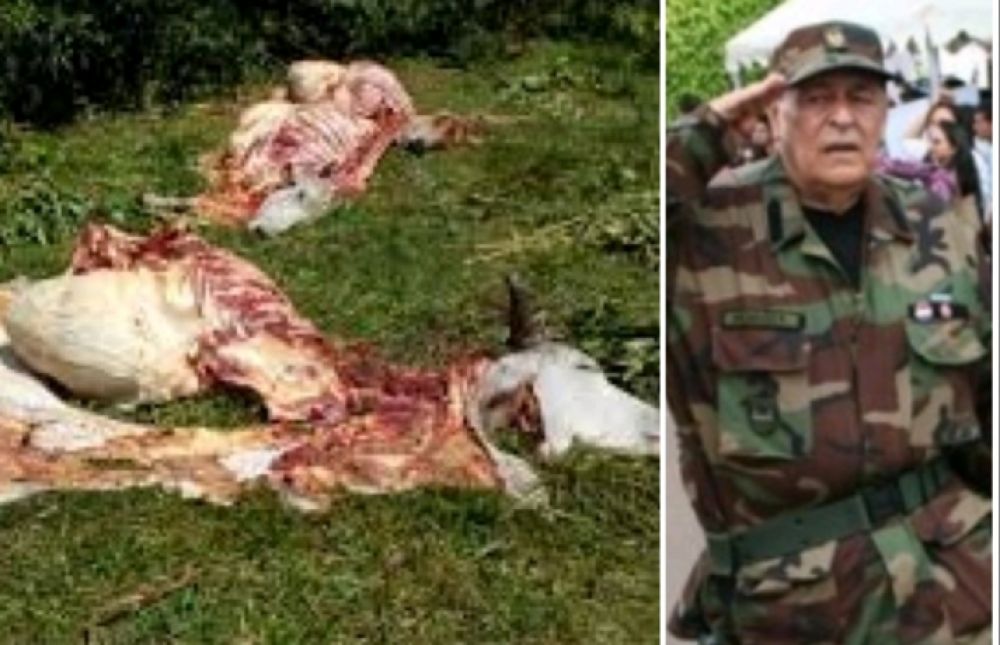 Abigeos faenaron una vaquita del Caudillo colorado Paublino Mendoza