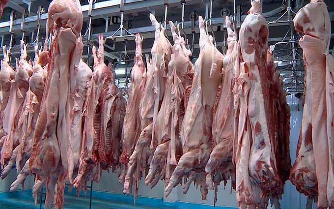 Sector porcino creció 243 % en el primer cuatrimestre respecto al 2022