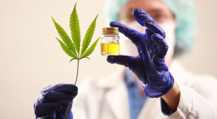 Laboratorios nacionales alistan productos a base de cannabis medicinal