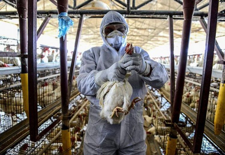 Francia sacrificó 16 millones de aves, un récord desde el inicio de nueva epidemia de gripe aviar