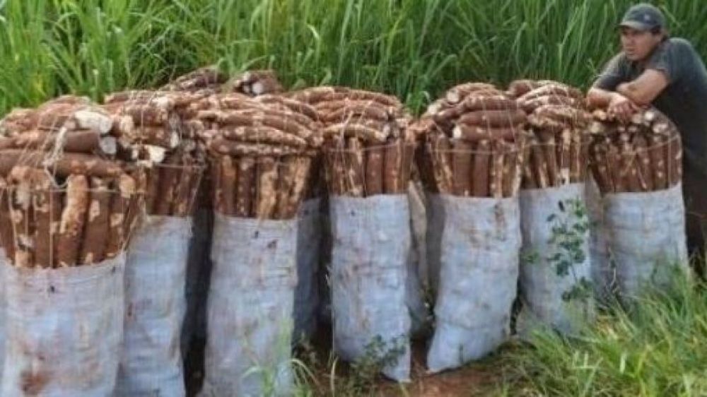 Productores de mandioca anuncian movilización con cortes de rutas