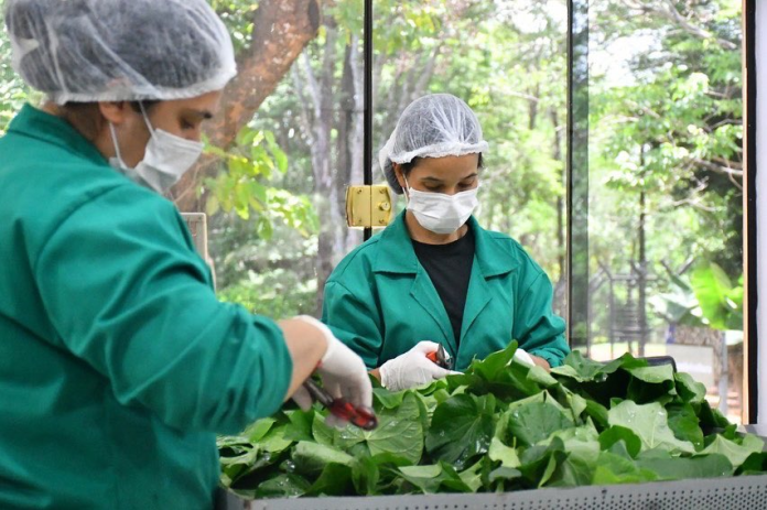 Cerca de 60 especies de plantas medicinales son producidas en el huerto de Itaipu