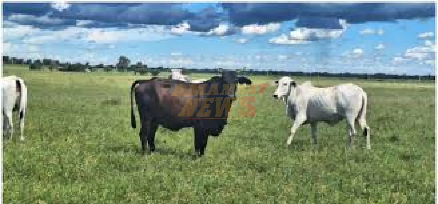 Denuncian la desaparición de casi 500 animales en Bella Vista Norte