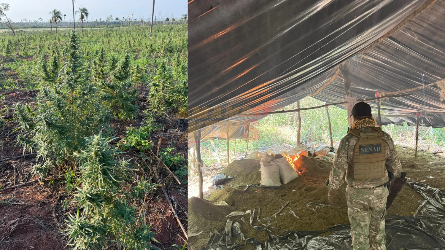 SENAD y CODI destruyen más de 34 toneladas de marihuana en operativos en Concepción