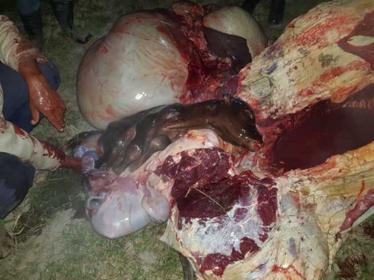 Miembros de una gavilla son condenados por abigeato y vender ganados en el Chaco