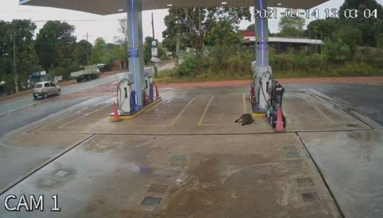 Una mujer muere tras ser embestida por un camión en Itauguá
