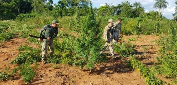 Eliminan 6 toneladas de droga en Bella Vista Norte, Amambay