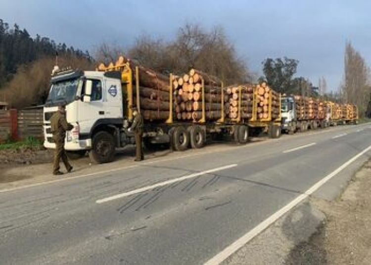 El robo de madera avanza en la industria maderera de Chile