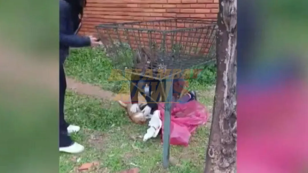 Mataron a un gato con rifle de aire comprimido y hay un detenido en Fernando de la Mora