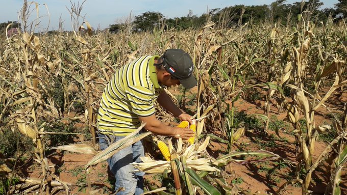 Más de 3.000 productores beneficiados con proyecto financiado por Itaipu