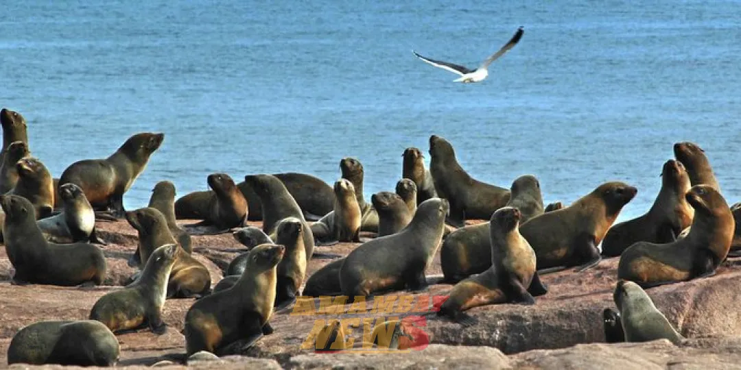 Isla de Lobos y su entorno sumergido fue declarada área protegida de Uruguay