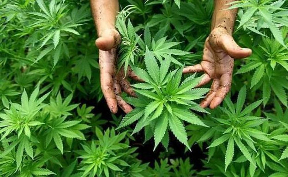 Productor de marihuana obtiene G. 20 millones por una hectárea de cultivo
