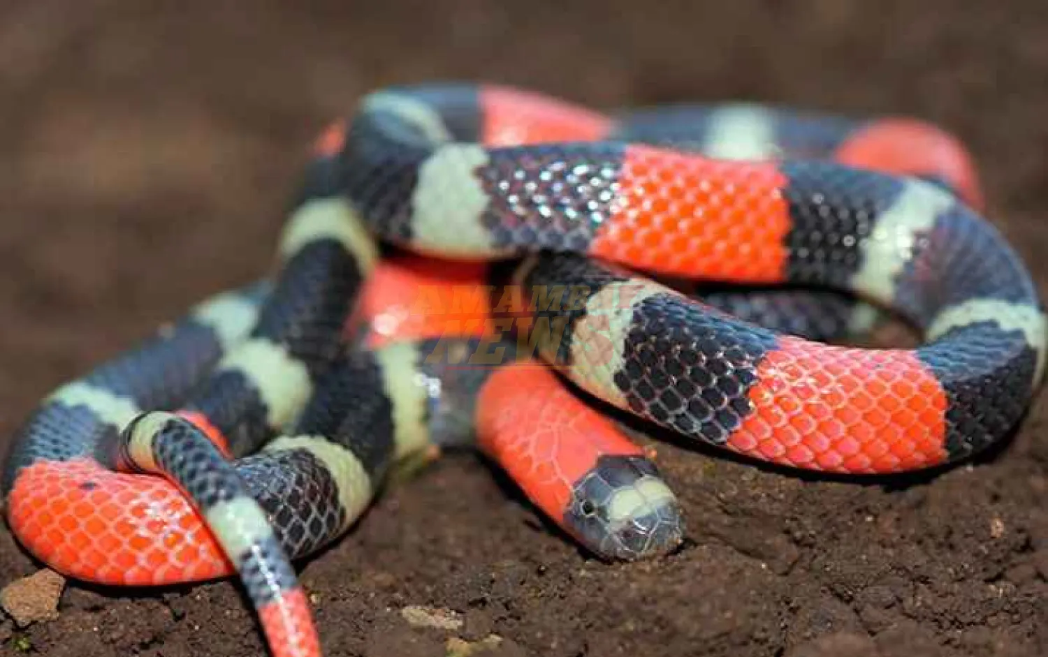 Cinco datos acerca de la pequeña, pero terrible serpiente coral que apareció en Concepción