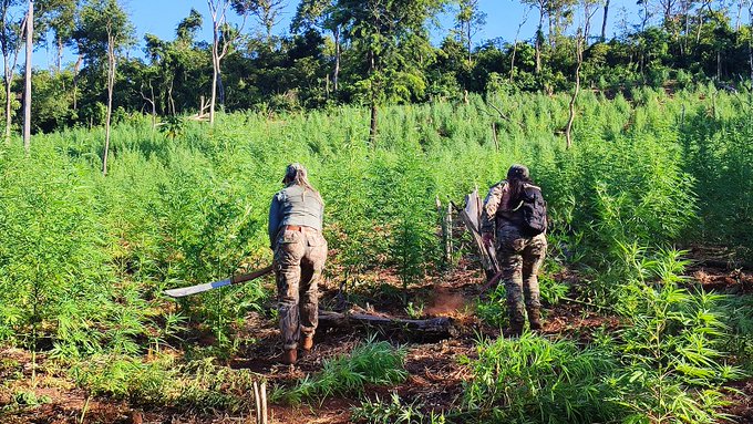 SENAD elimina 24 toneladas de marihuana en Itapúa