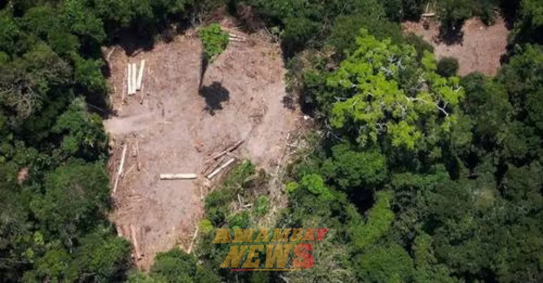 Brasil solicita a la UE postergar la implementación de ley antideforestación