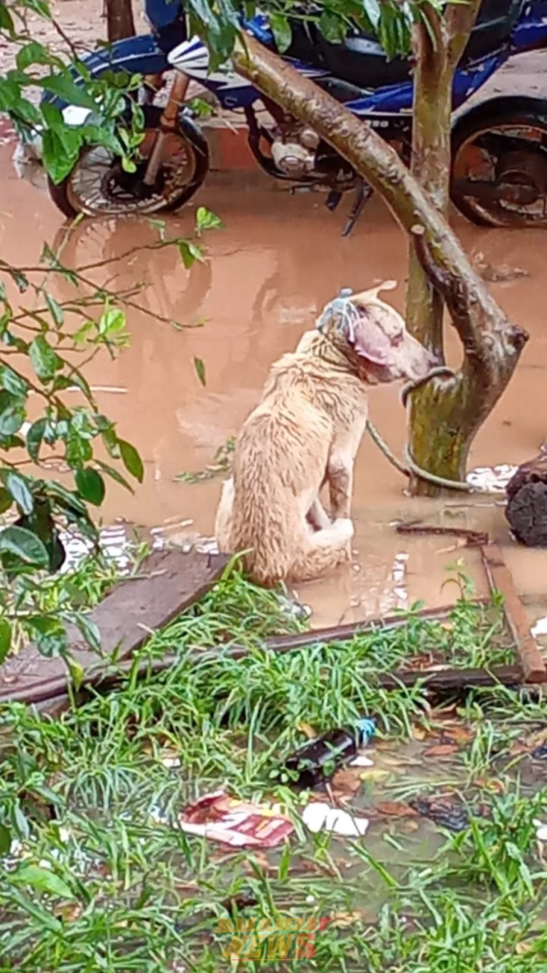 Rescatan perro en condiciones deplorables en Concepción