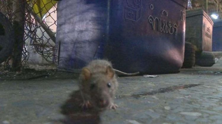 Las ratas pierden la timidez en un Londres confinado