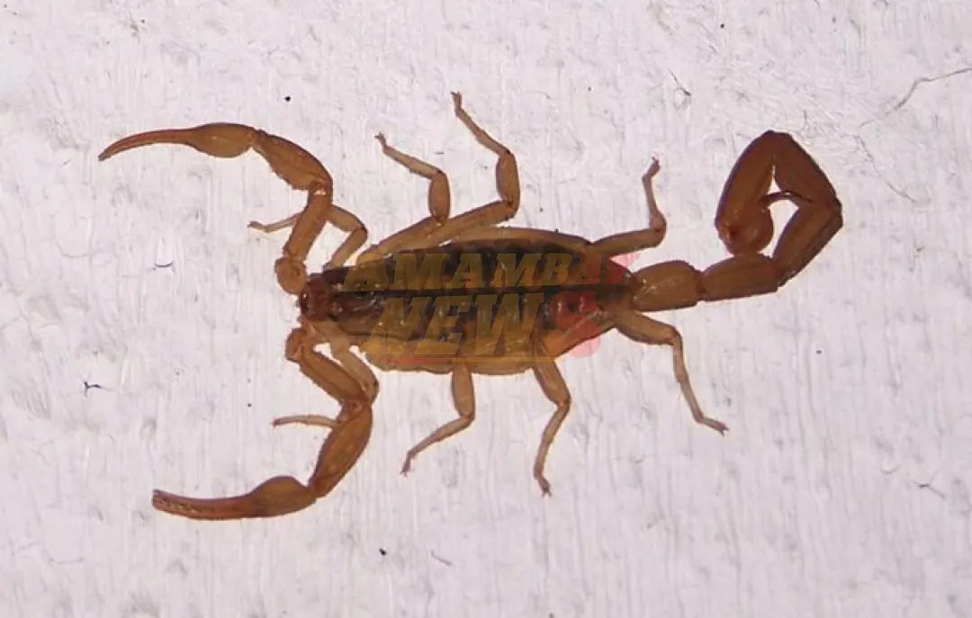 Atención con los alacranes en época de altas temperaturas