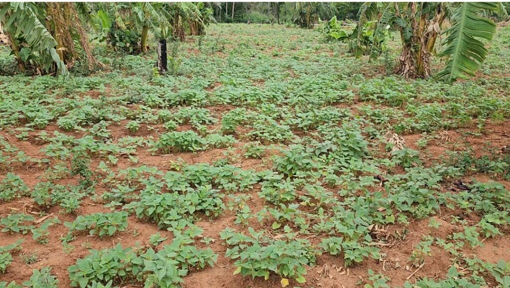 Productores de sésamo y otros rubros, afectados por la sequía en Concepción