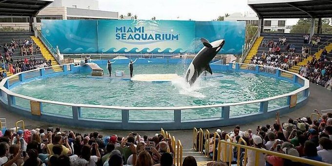 Luego de 52 años en cautiverio ¡liberaron a la orca Lolita!
