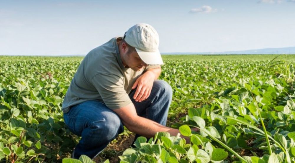 Vacancias laborales: buscan agrónomos e ingenieros civiles