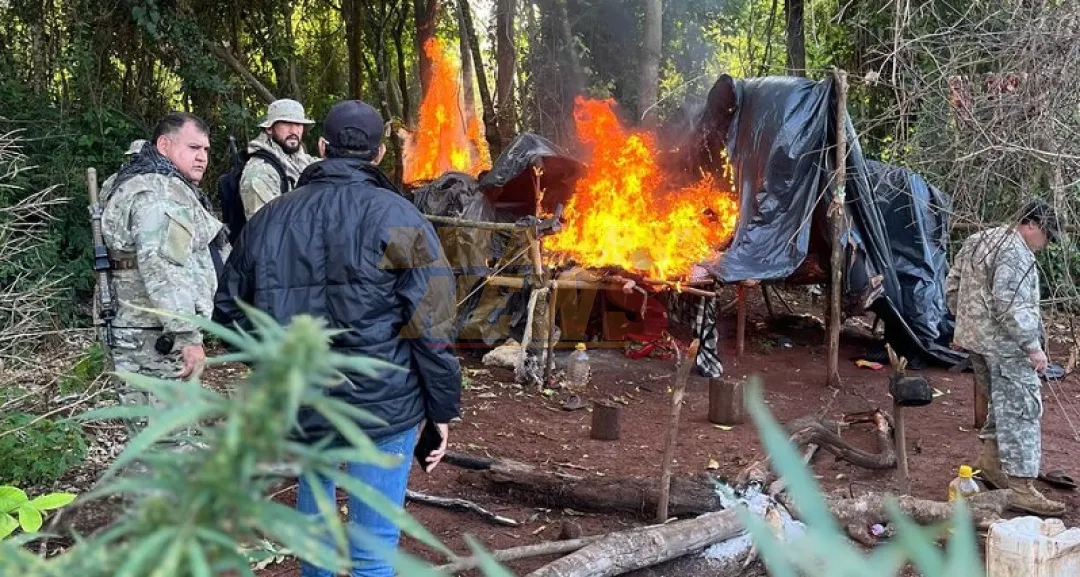 Incautan y destruyen plantaciones de presunta marihuana en Caazapá