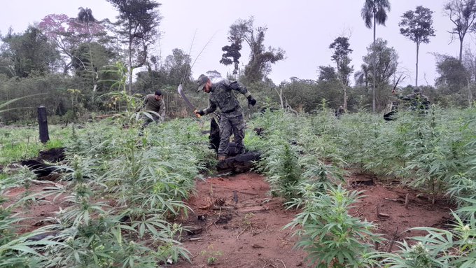 Sacan de circulación más de 300 toneladas de marihuana en Canindeyú