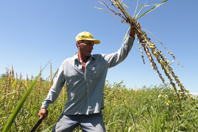 Sesameros aguardan cosechar cerca de 75.000 hectáreas este año