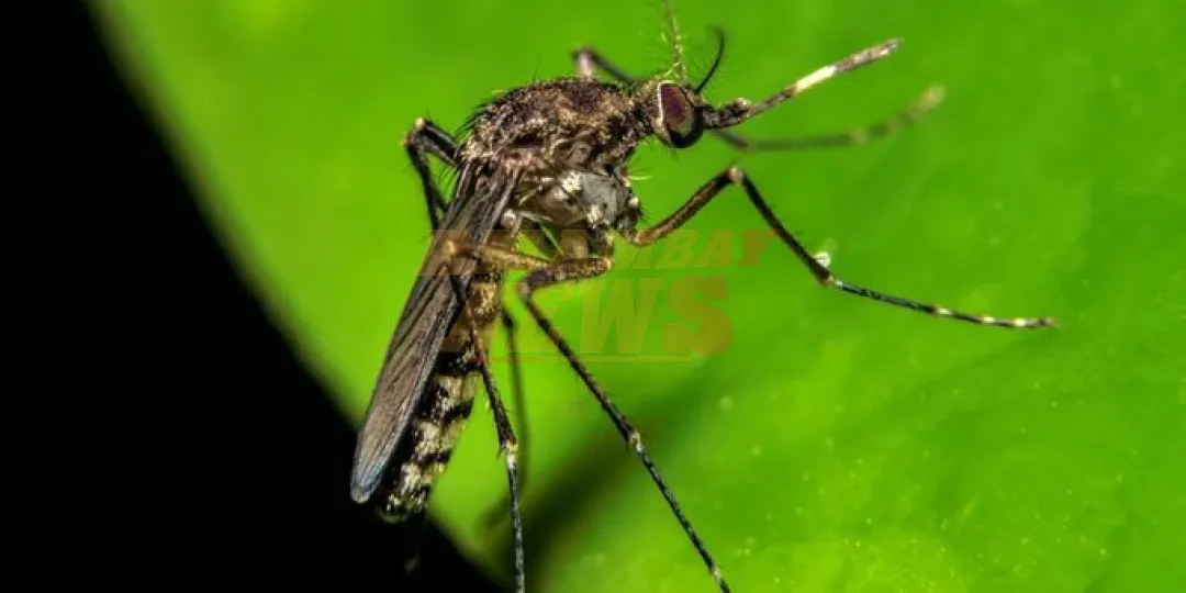 Dengue: 13 departamentos reportan aumento de notificaciones