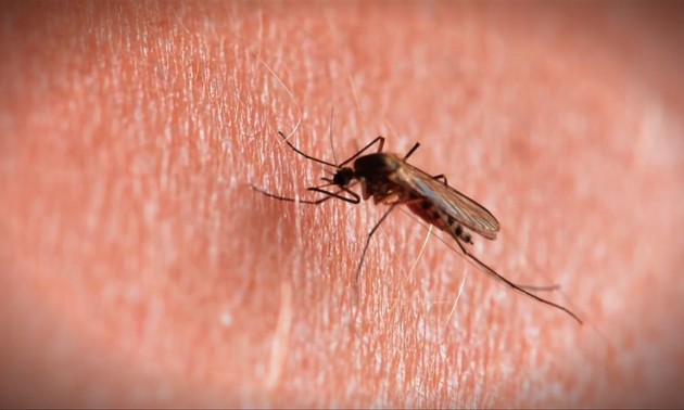 Mayaro, otro virus transmitido por mosquitos que amenaza en la región