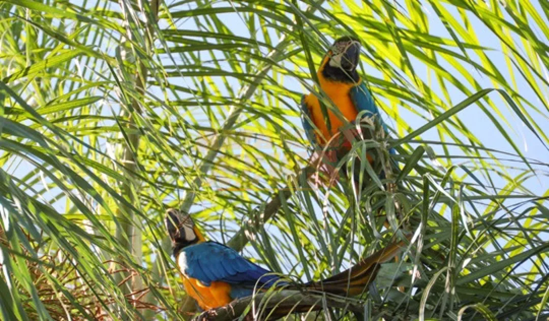 Dos guacamayos silvestres reaparecen en el Refugio Biológico de Mbaracayú